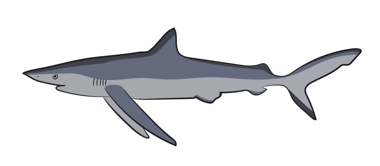 Blue Shark