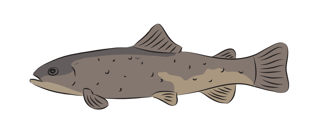 Brown Trout 