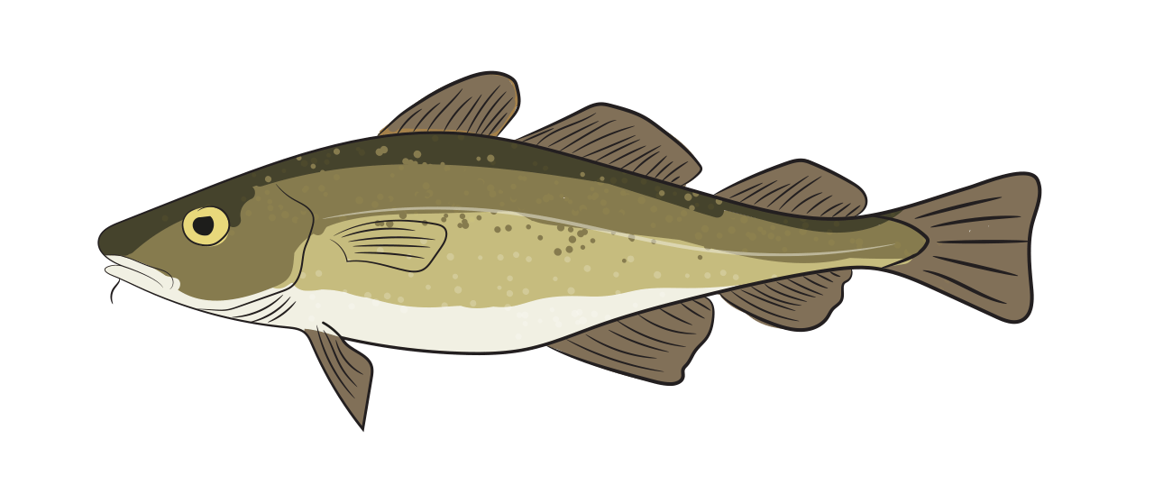 Cod 