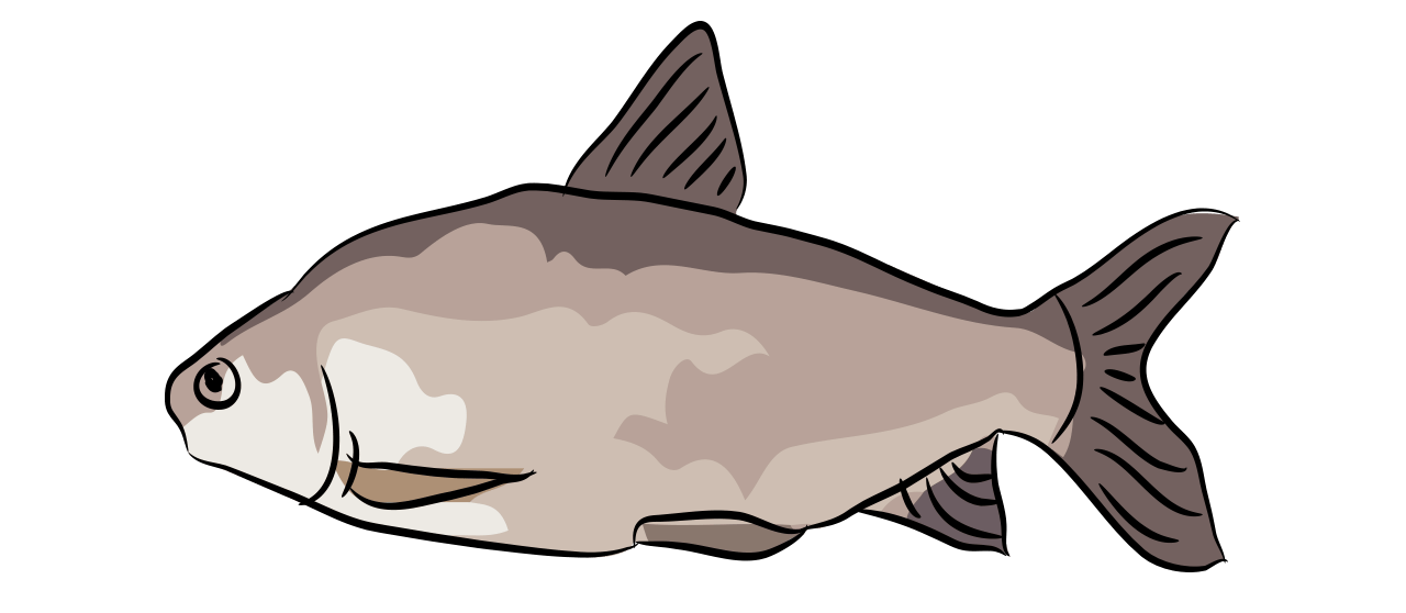 Common Bronze Bream