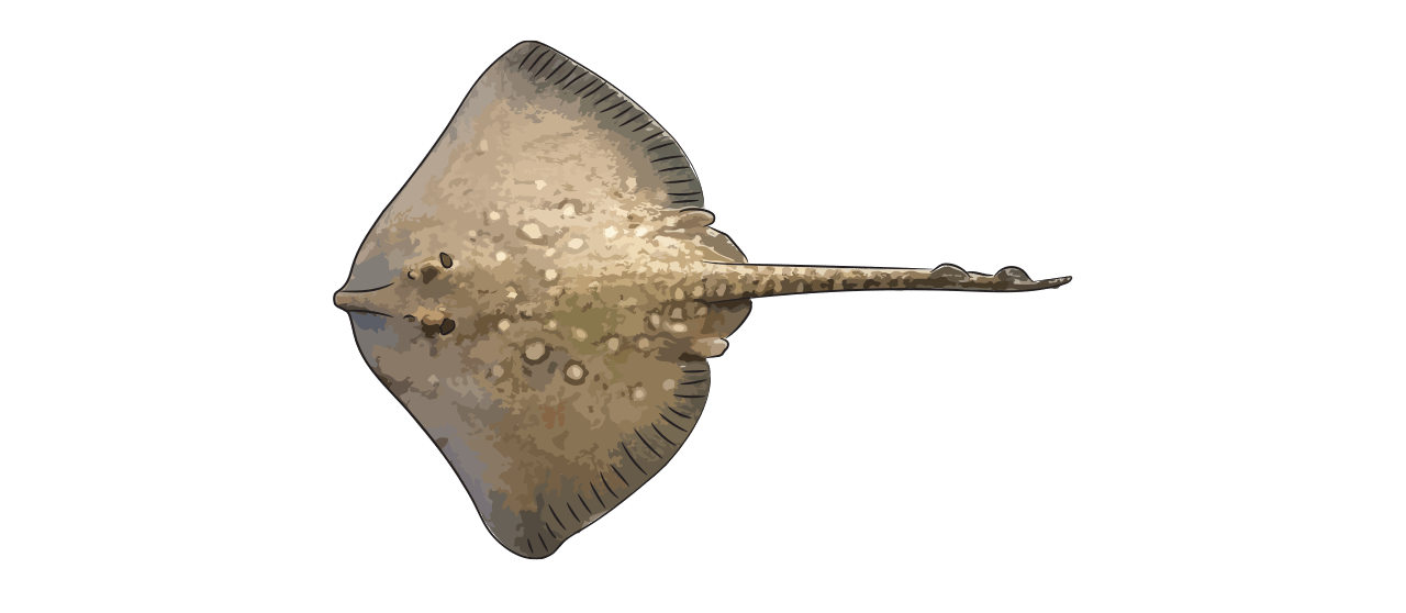 Common Skate