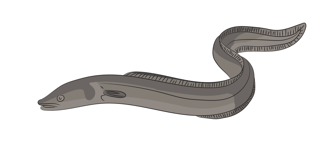 Conger Eel 