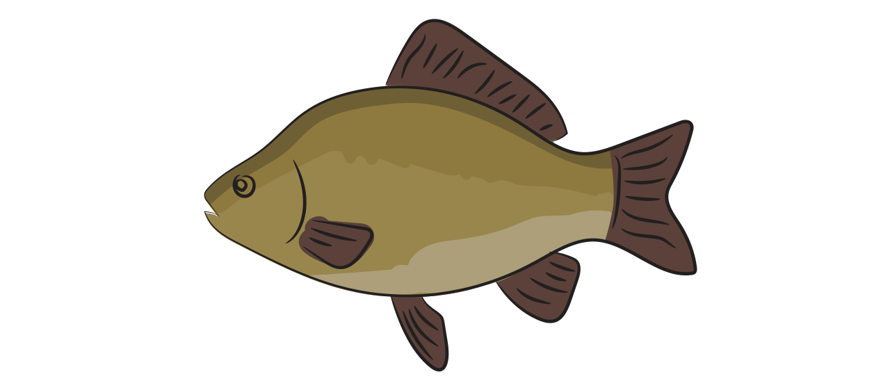 Crucian Carp  