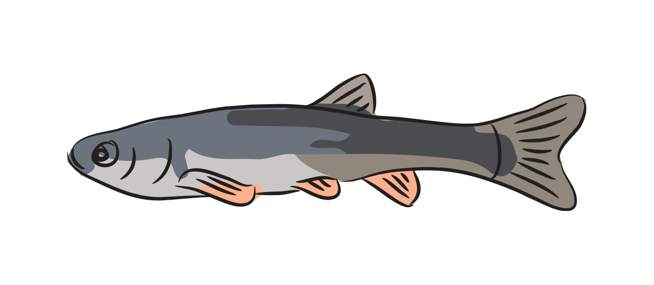 Dace