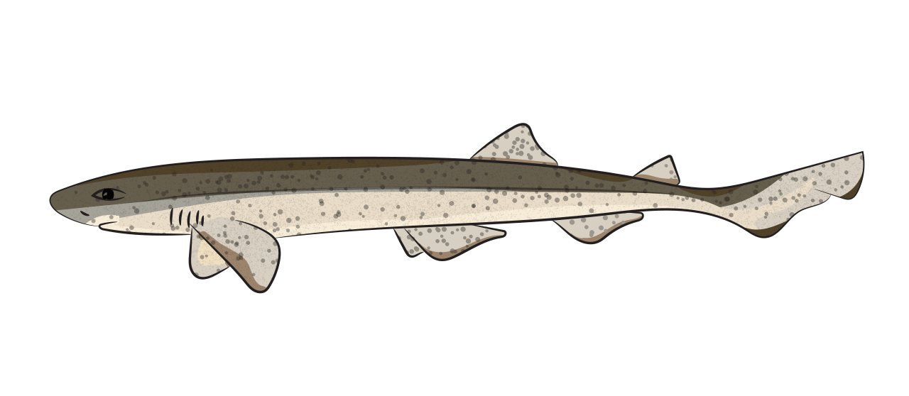 Dogfish