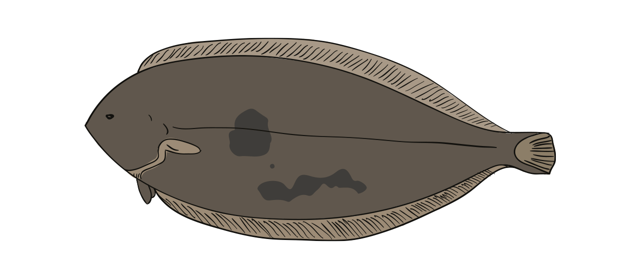 Dover Sole