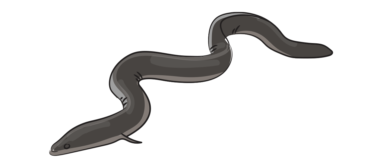 Eel 