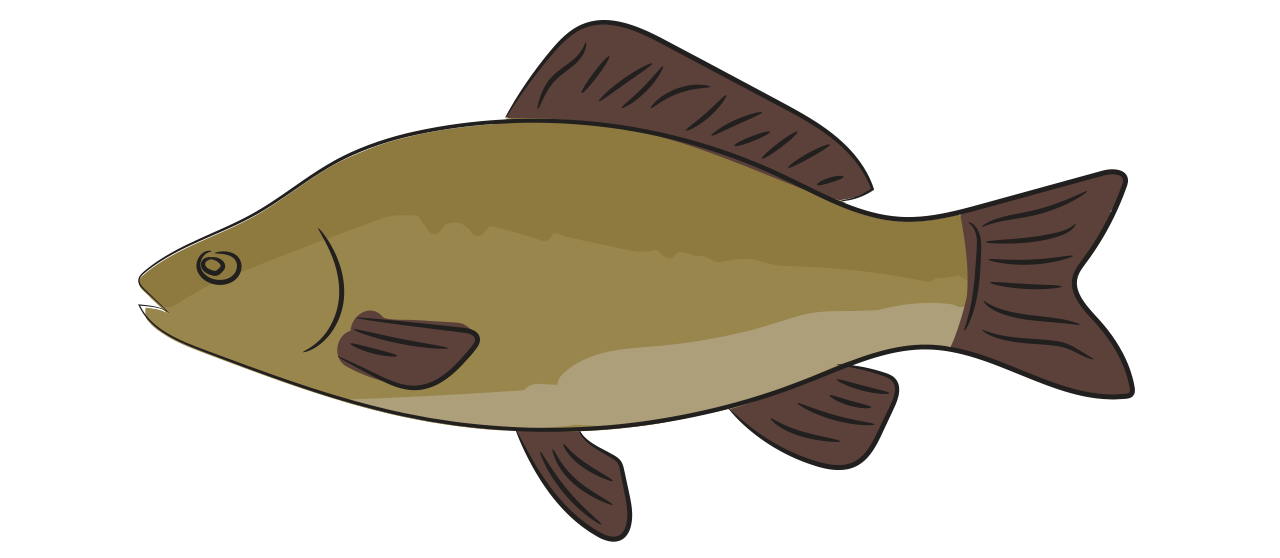 F1 Carp