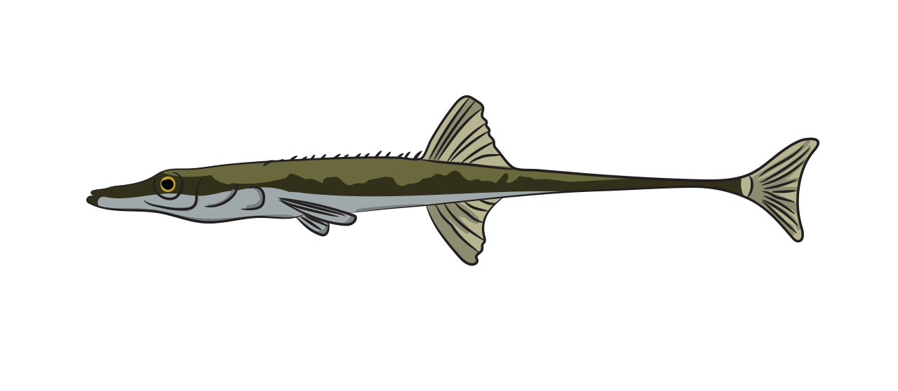 Fifteen-spined Stickleback 
