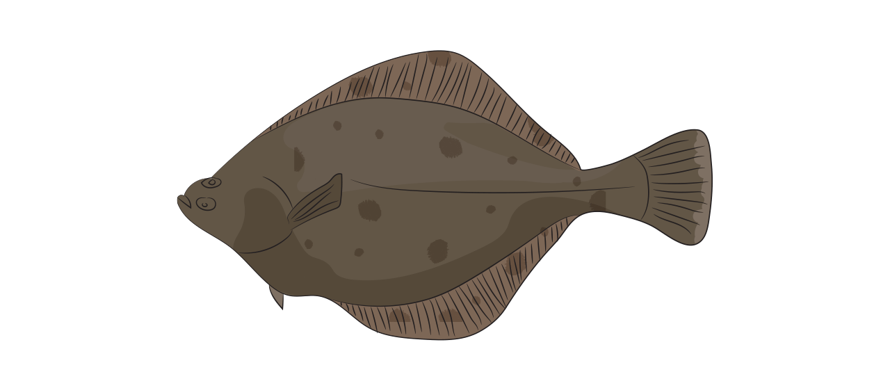 Flounder