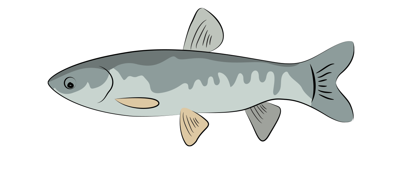 Grass Carp 