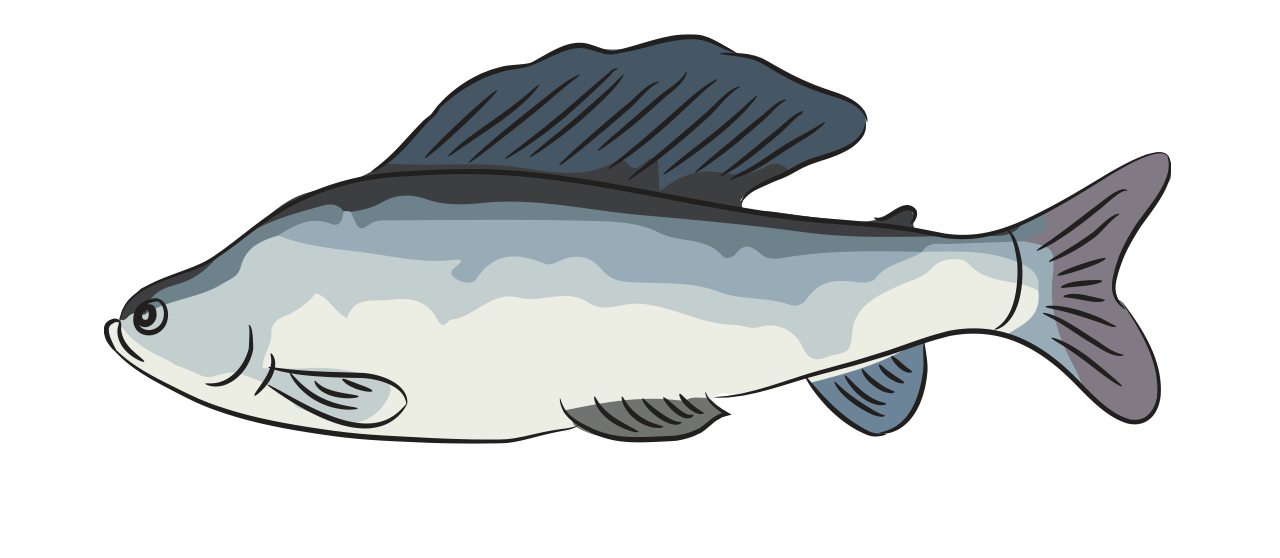 Grayling