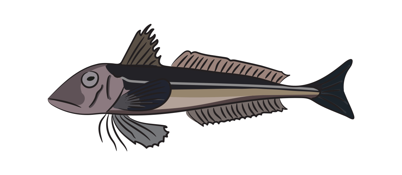 Grey Gurnard
