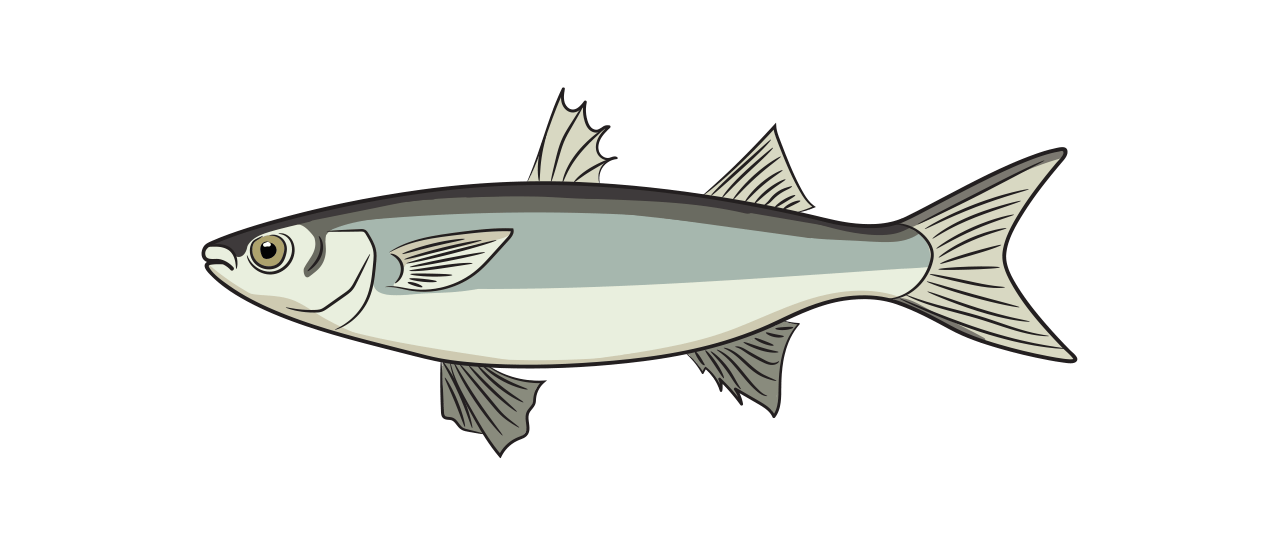 Grey Mullet Species