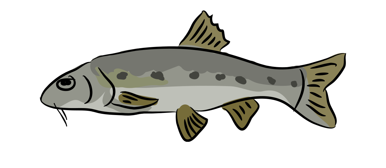 Gudgeon