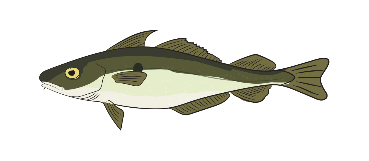 Haddock