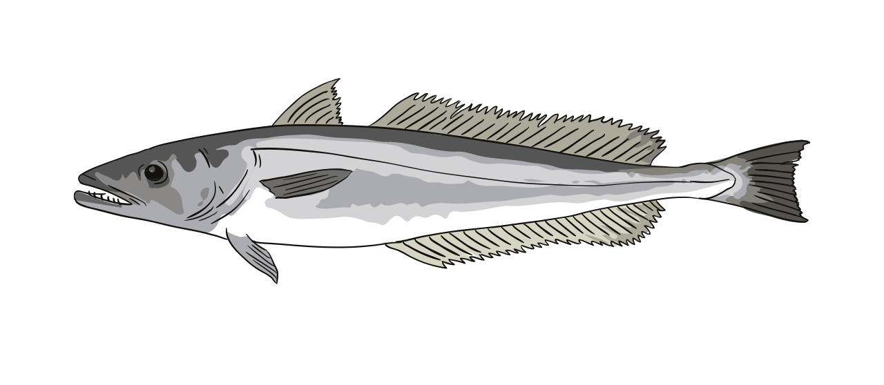 Hake
