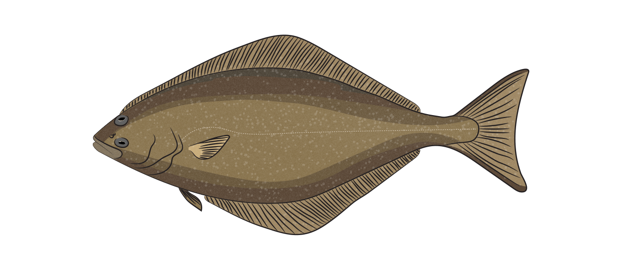 Halibut
