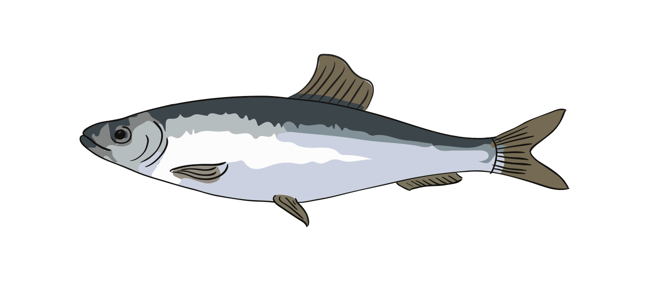 Herring 