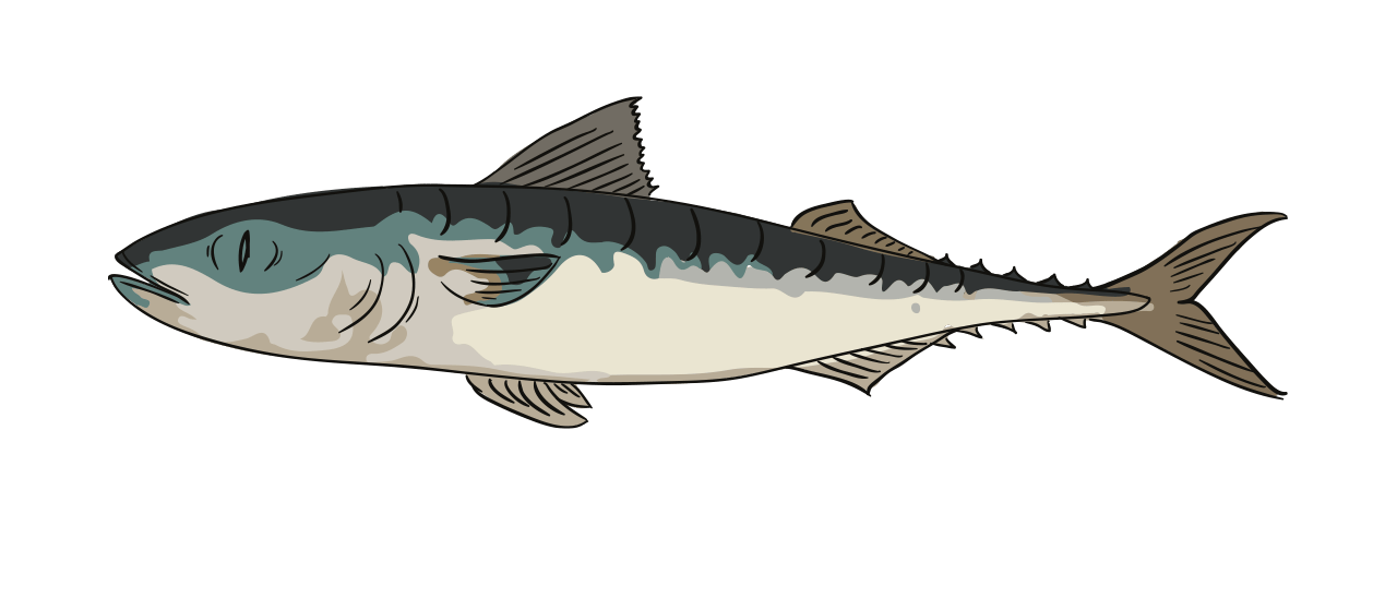 Mackerel