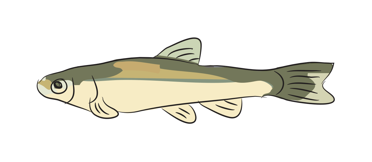 Minnow 
