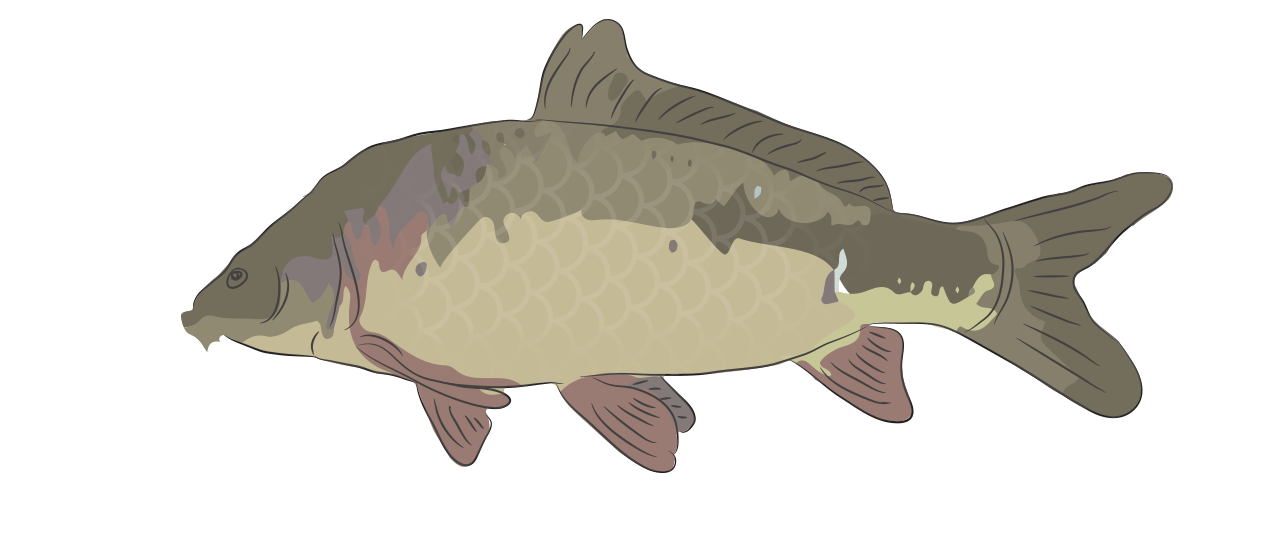 Mirror Carp