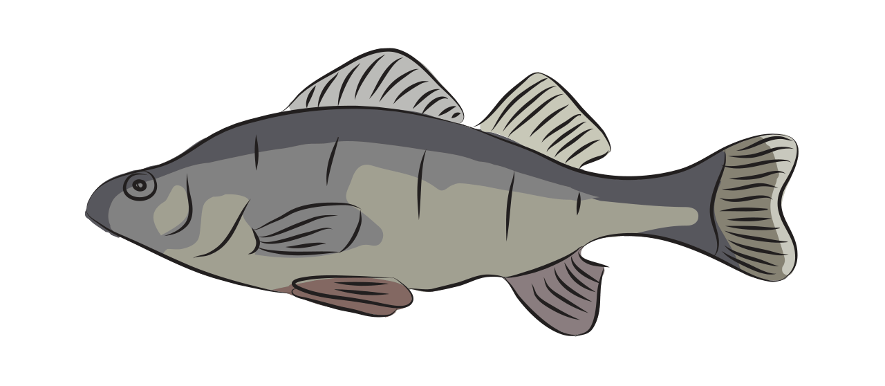 Perch 
