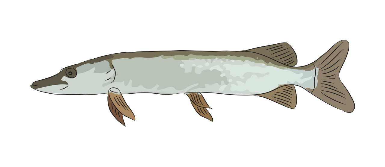 Pike