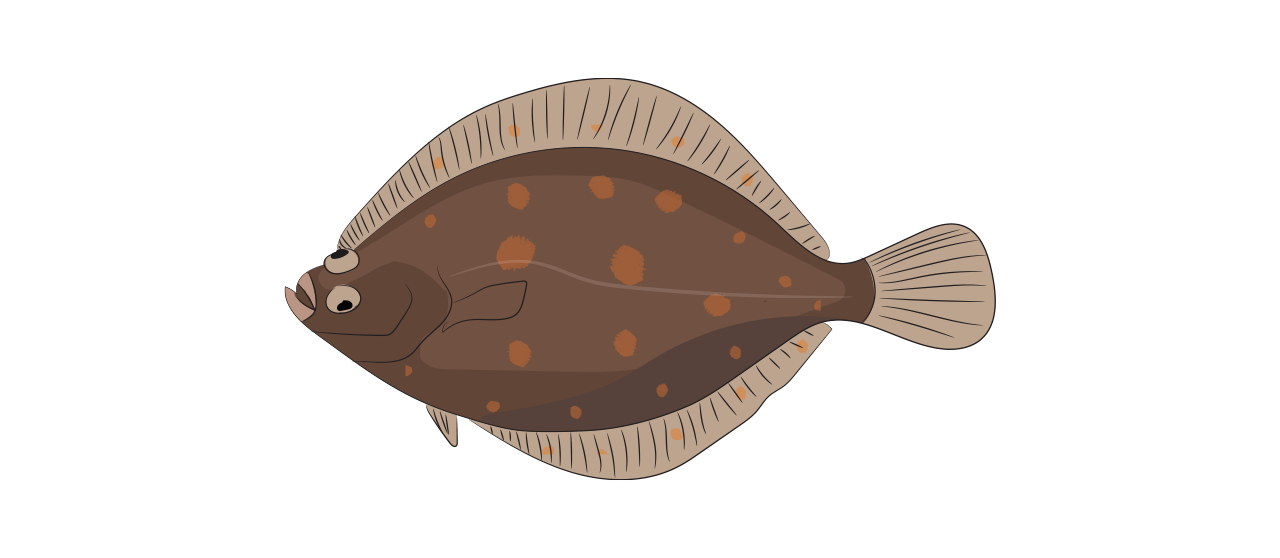 Plaice 