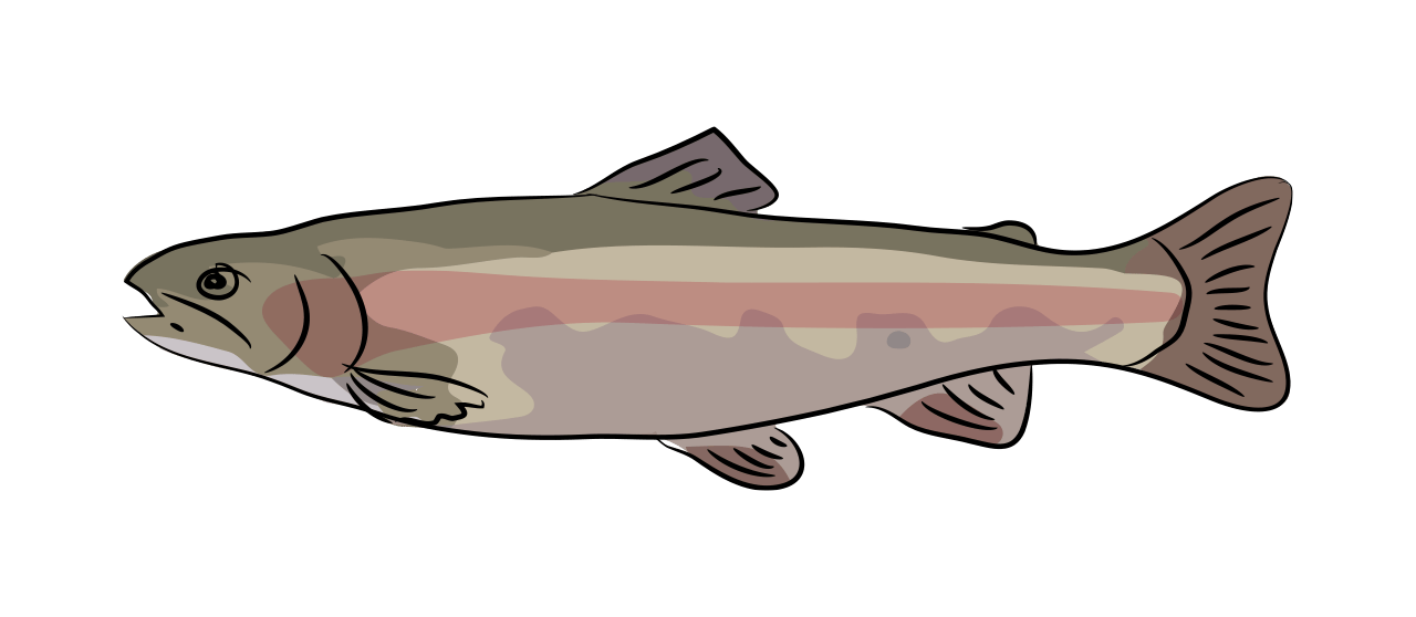 Rainbow Trout