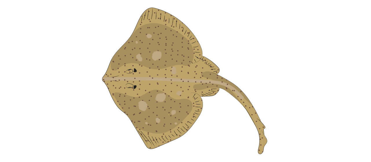 Ray Species 