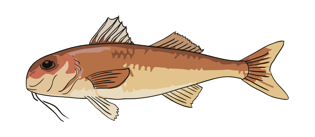 Red Mullet 