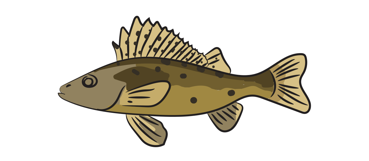 Ruffe 