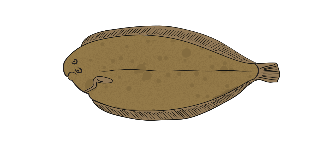 Sand Sole