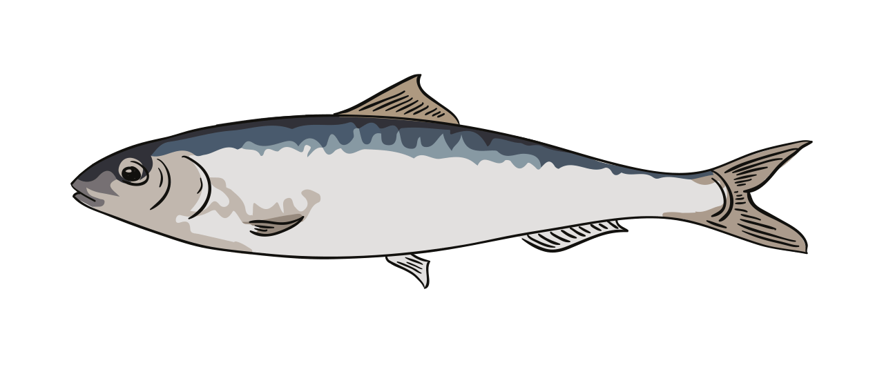 Sardine 