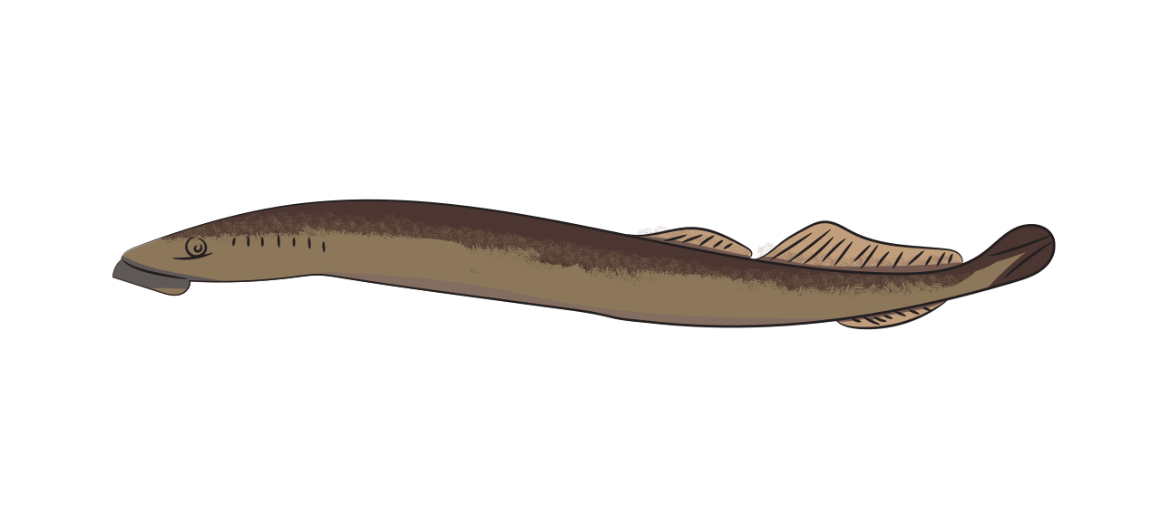 Sea Lamprey 