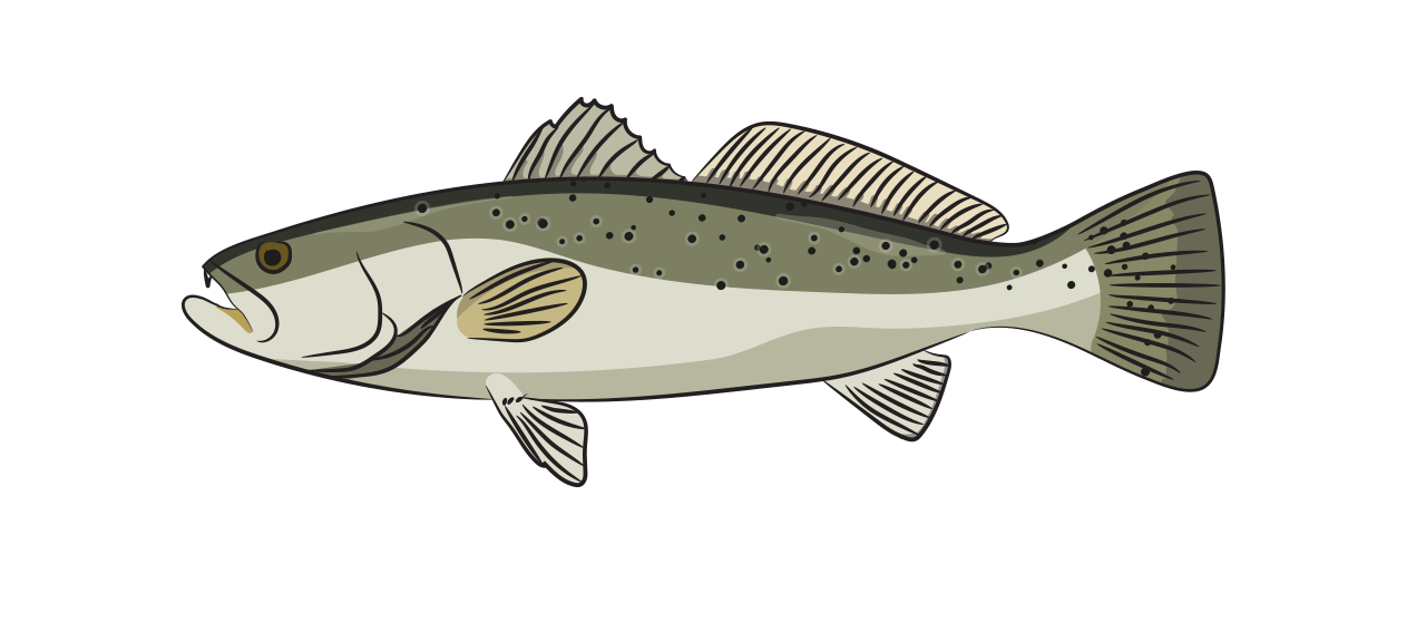 Sea Trout 