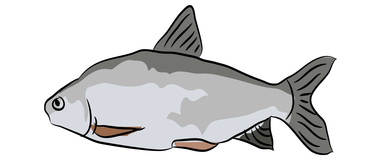 Silver Bream