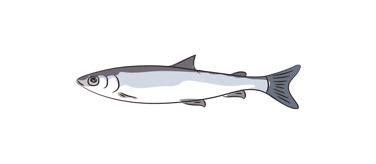 Smelt 