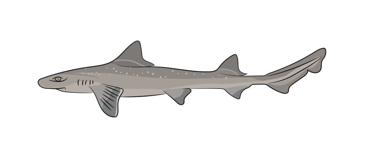 Smooth-hound 