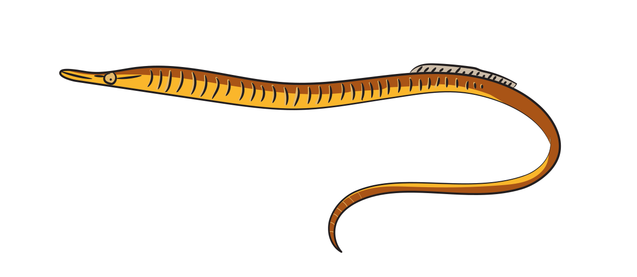Snake Pipefish 