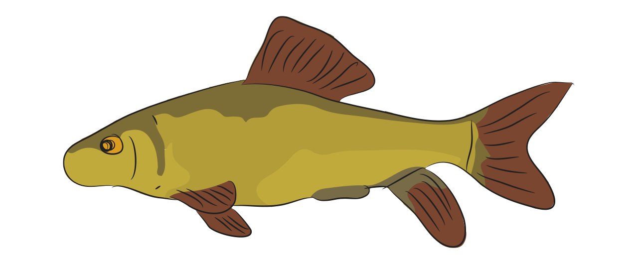 Tench 