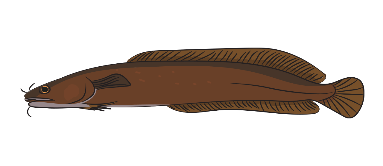 Three-Bearded Rockling 
