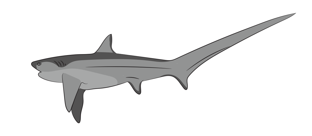 Thresher Shark