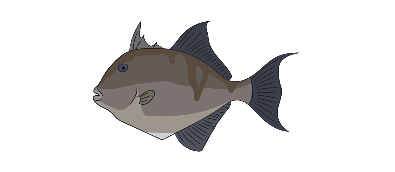 Triggerfish