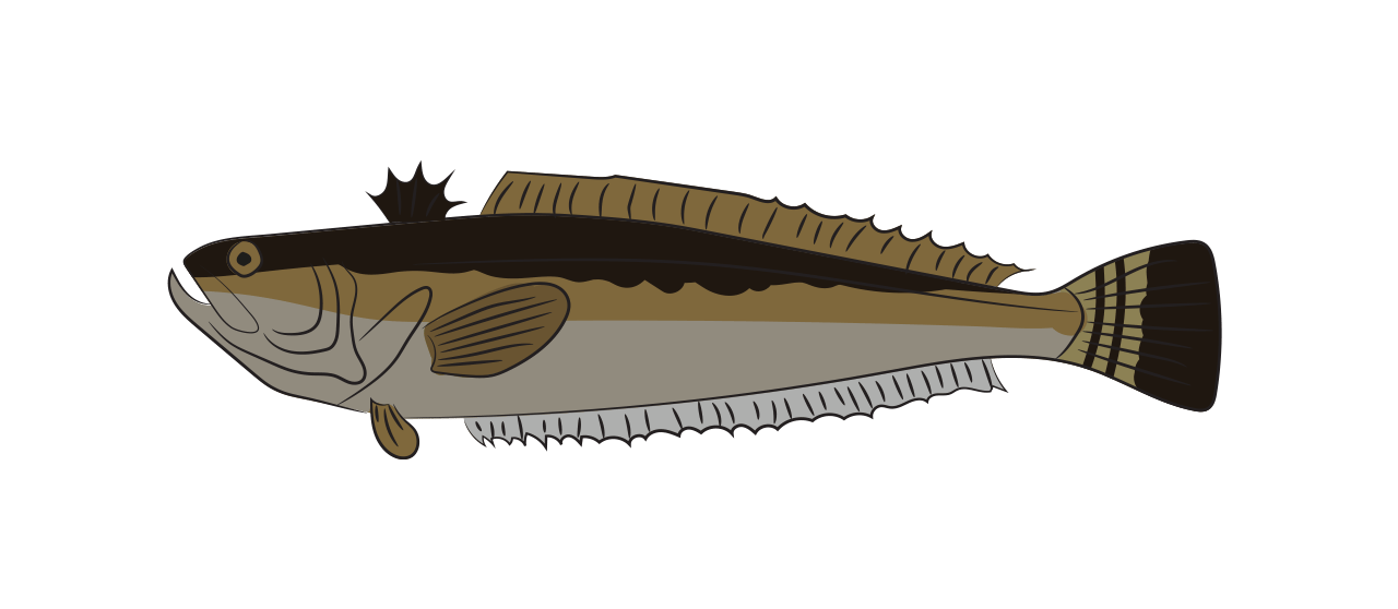 Weever Fish