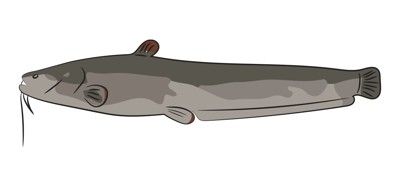Wels Catfish  