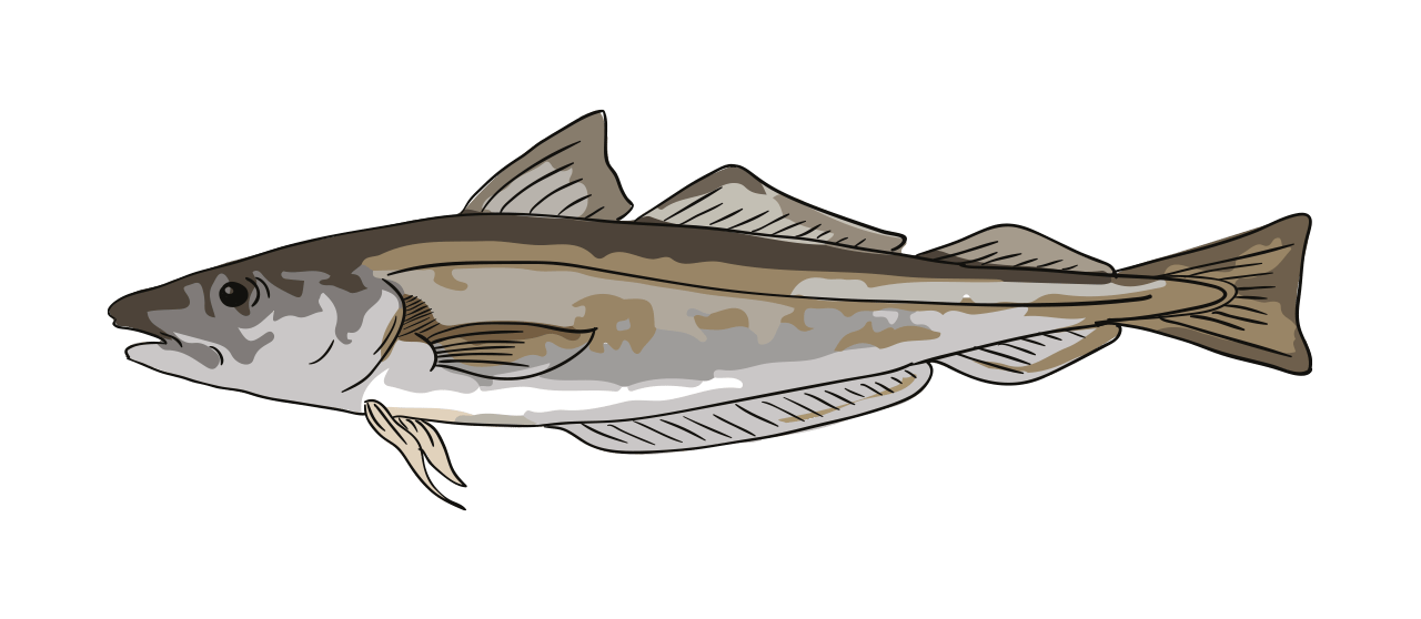 Whiting 