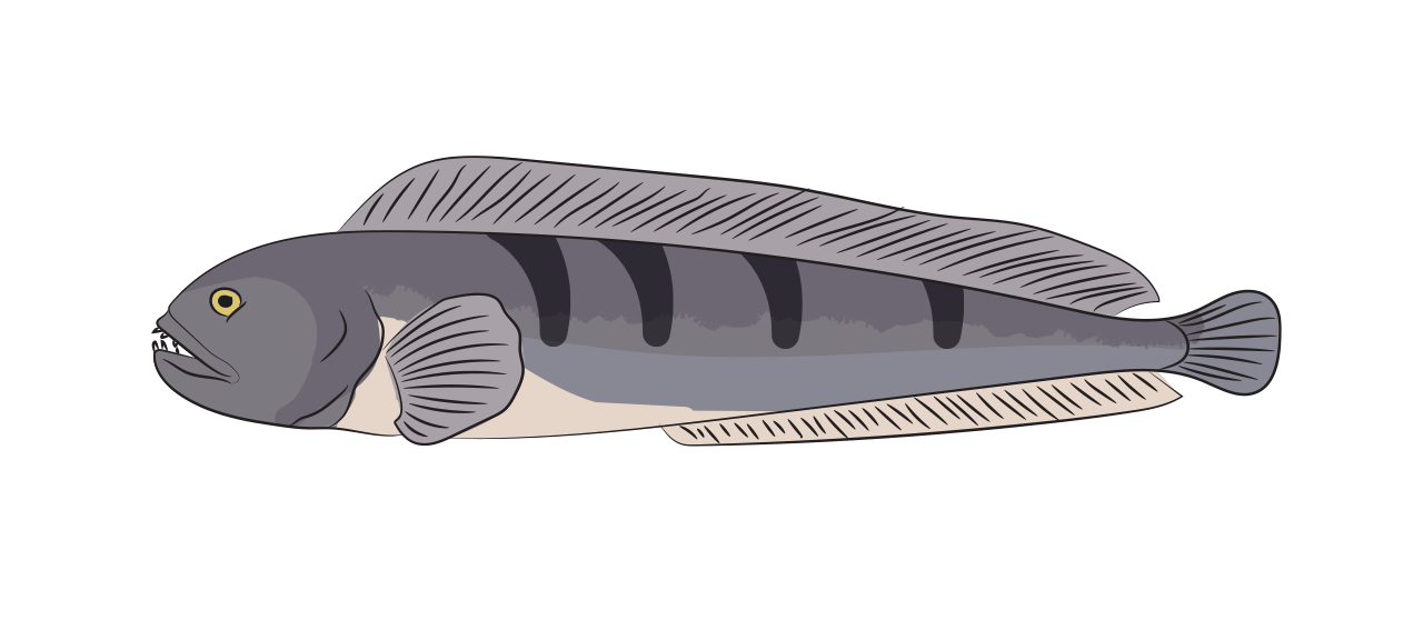 Wolffish