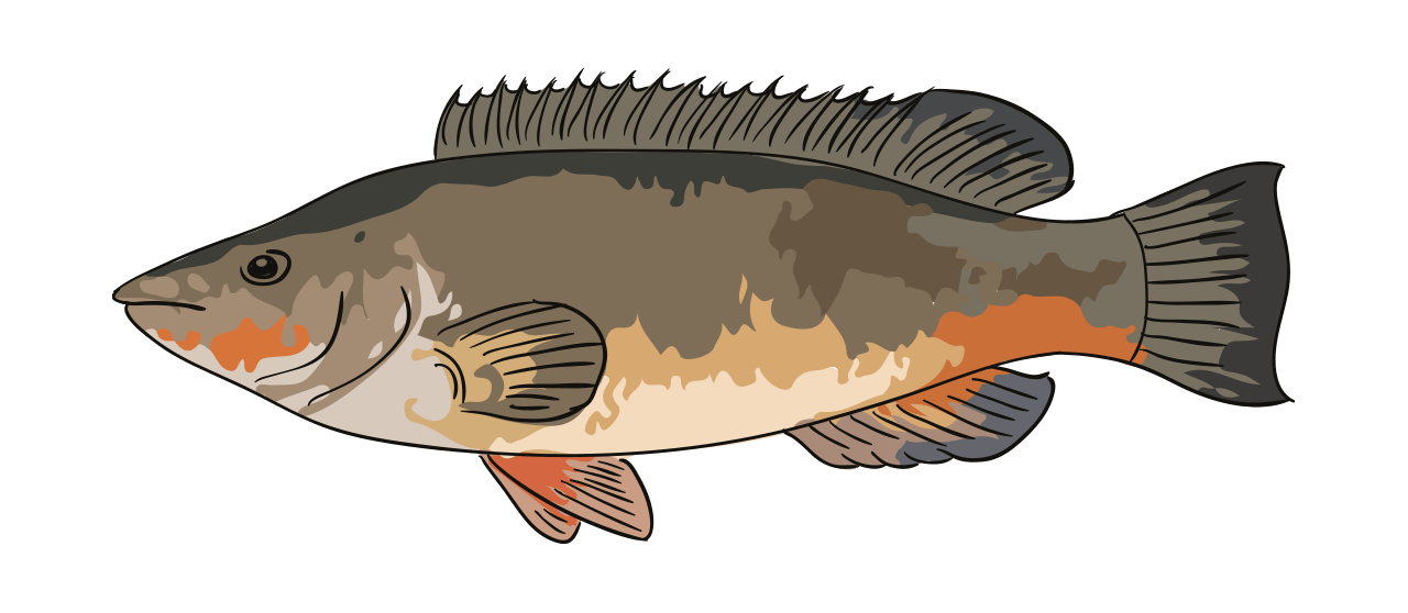 Wrasse